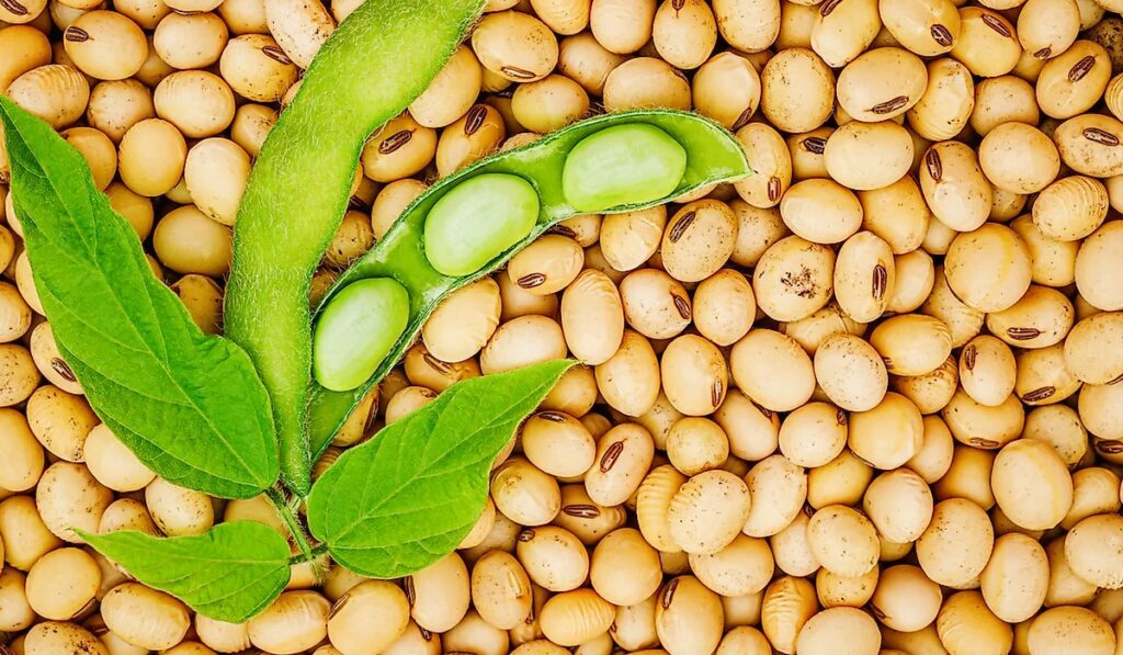 soybeans